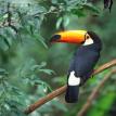 This lovely bird